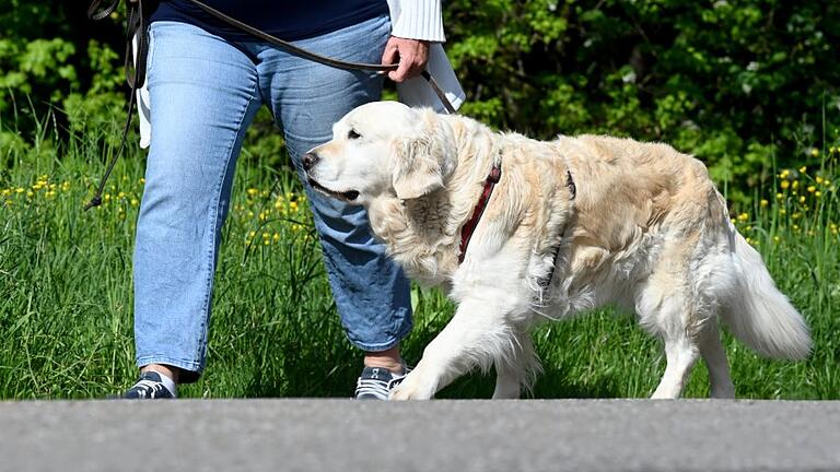 Frau geht mit Hund spazieren       -  Die Leinenpflicht für Hunde ist in Deutschland nicht einheitlich geregelt. Wir haben Bayern und seine größten Städte unter die Lupe genommen.