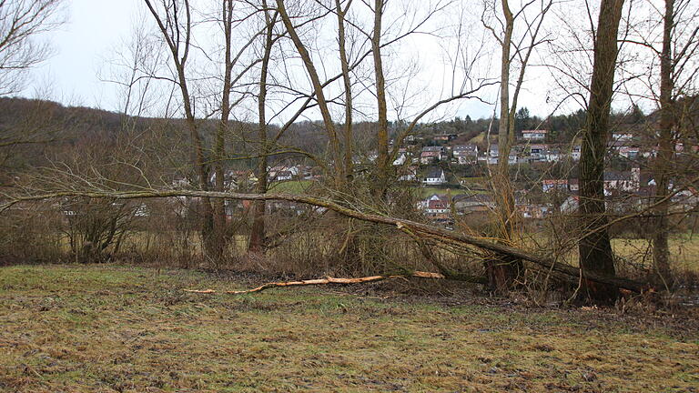 Biber Radweg Pfaffenhausen Hammelburg       -  Der Biber im Entwässerungskanal nahe der B287 in Hammelburg nagt Bäume und Sträucher an. Die Bevölkerung sorgt sich nun um die Standsicherheit.