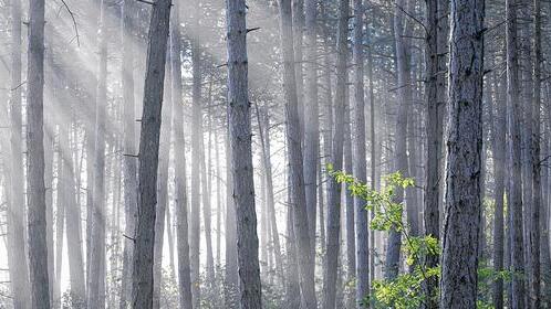 Geruch von Harz und Frische: Strahlen der Morgensonne im Schwarzkiefernwald auf dem Erlabrunner Volkenberg.