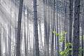 Geruch von Harz und Frische: Strahlen der Morgensonne im Schwarzkiefernwald auf dem Erlabrunner Volkenberg.