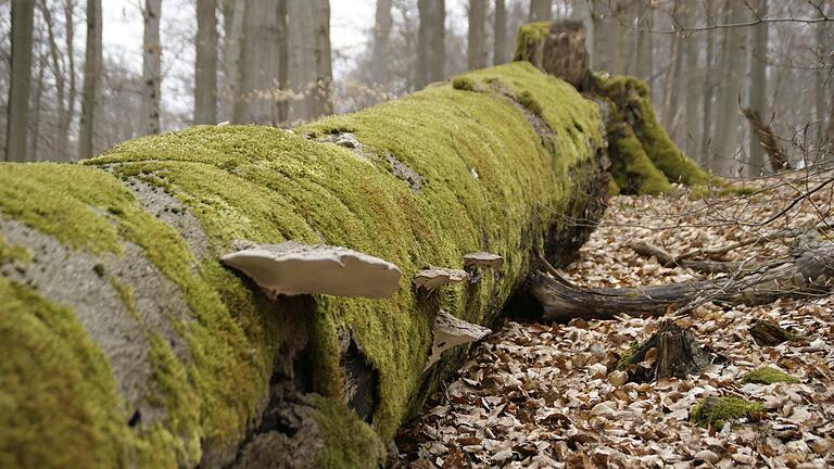 Gretchenfrage im Steigerwald: Was soll hier geschehen, damit die Waldbestände dem Klimawandel trotzen können? Gar nichts, damit die Natur ihre eigenen Kräfte entfalten kann? Oder ist es zwingend, dass der Mensch eingreift?&nbsp;