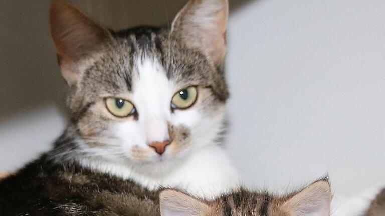 Die Stadt zahlt dem Tierheim Wannigsmühle einen Betrag für die Abholung und Verwahrung von Fundtieren. Der Stadtrat entschied, diesen zu erhöhen.       -  Die Stadt zahlt dem Tierheim Wannigsmühle einen Betrag für die Abholung und Verwahrung von Fundtieren. Der Stadtrat entschied, diesen zu erhöhen.
