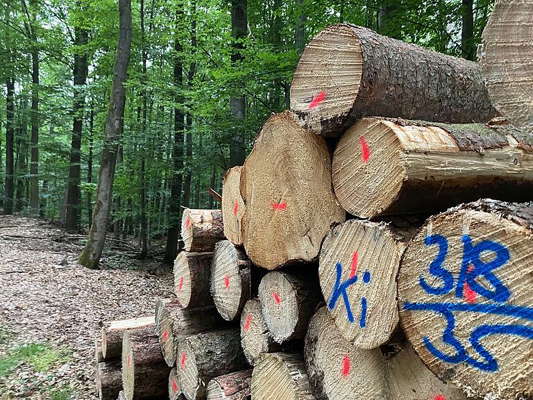 Frisch geerntetes Holz mitten im Sommer: Aufgrund massiven Borkenkäferbefalls wurde im Stadtwald binnen einer Woche die Menge an Fichten und Lärchen gefällt, die sonst in einem ganzen Jahr geerntet wird.&nbsp;