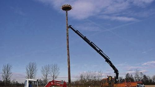 Viel Aufwand für das neue Heim der Weißstörche: Mittels Spezialgeräts des Überlandwerks wurden die 13 Meter hohen Masten, auf denen sich die Storchennester befinden, im Erdreich befestigt.