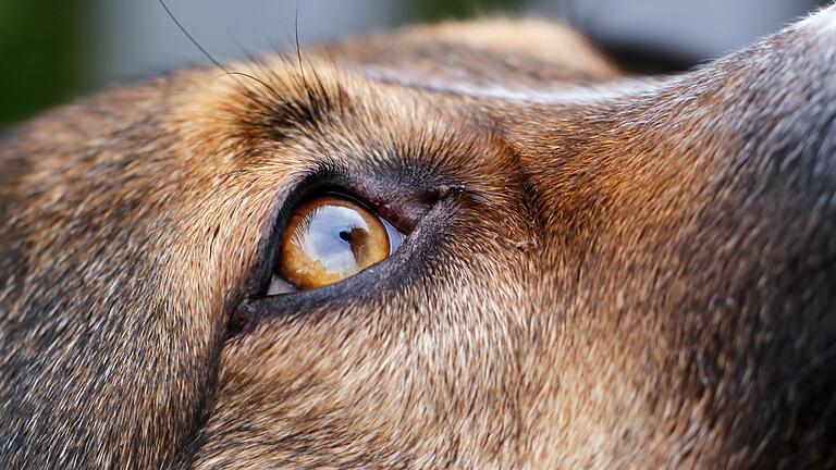 In Aschaffenburg hat ein Hund, der nach einem Insektenstich einen Gartenstuhl durch die Nachbarschaft gezogen hat, mehrere Autos beschädigt. In Aschaffenburg hat ein Hund, der nach einem Insektenstich einen Gartenstuhl durch die Nachbarschaft gezogen hat, mehrere Autos beschädigt.