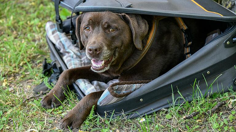 Labrador Chilli präsentiert den Koffertrick – nach kurzem Vorführeffekt klappt er ohne Probleme.