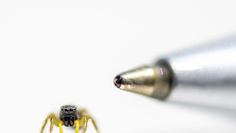 Eine Springspinne der Gattung Heliophanus flavipes sitzt neben der Spitze eines Kugelschreibers. Foto: Lino Mirgeler/dpa       -  Eine Springspinne der Gattung Heliophanus flavipes sitzt neben der Spitze eines Kugelschreibers