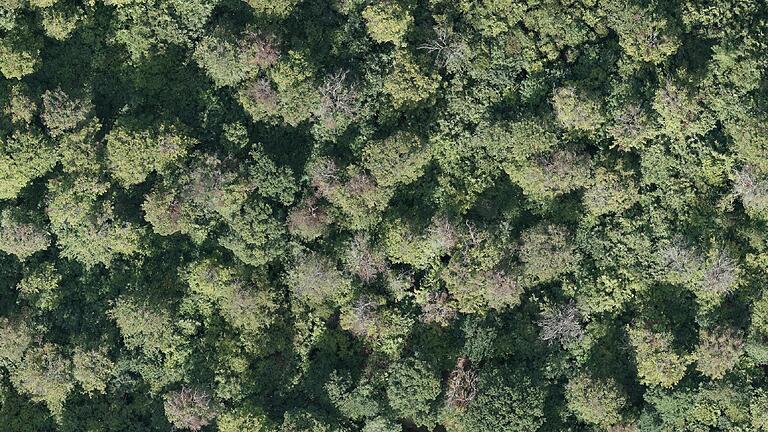 Die seit Jahren zunehmende Trockenheit und Hitze setzt den Buchen im Steigerwald immer mehr zu. Das verdeutlicht dieses Foto, das die Landesanstalt für Wald und Forstwirtschaft im Sommer mit einer Drohne im Naturreservat Waldhaus östlich von Handthal im Ebracher Forst aufgenommen hat. Allein auf dieser Fläche mit einer Länge von rund 100 Metern sind viele Baumkronen ohne grüne Blätter und mit kahlen Zweigen sowie mit brauner und hellgrauer Färbung zu erkennen. Diese Kronen sind allesamt stark geschädigt.