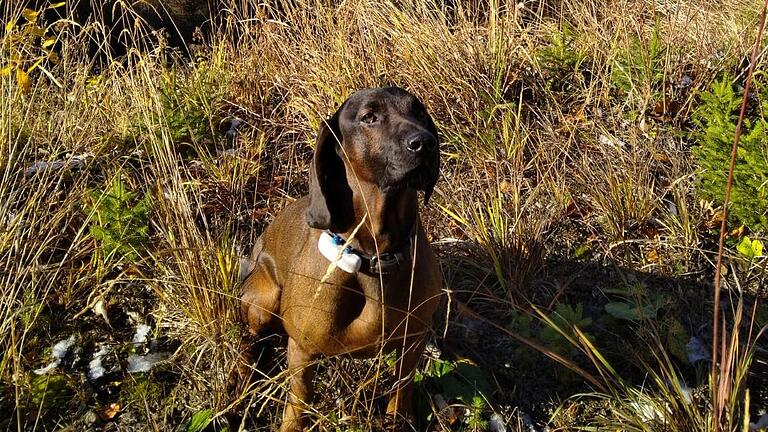 Der Bayerische Gebirgsschweißhund Max. Foto: Horst Storker       -  Der Bayerische Gebirgsschweißhund Max. Foto: Horst Storker