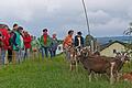 Ausflügler der Glücksfahrt in den Odenwald auf dem Bio-Ziegenhof Weiße Hube von Familie Hans und Sabine Trumpfheller im Ortsteil Momart von Bad König.