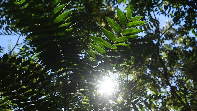 Das Laub von Bäumen kann in Hitzesommern merklich dazu beitragen, die Temperaturen in einer Stadt auf einem erträglichen Niveau zu halten. Auch deshalb soll Kitzingen grüner werden. Das Laub von Bäumen kann in Hitzesommern merklich dazu beitragen, die Temperaturen in einer Stadt auf einem erträglichen Niveau zu halten. Auch deshalb soll Kitzingen grüner werden.