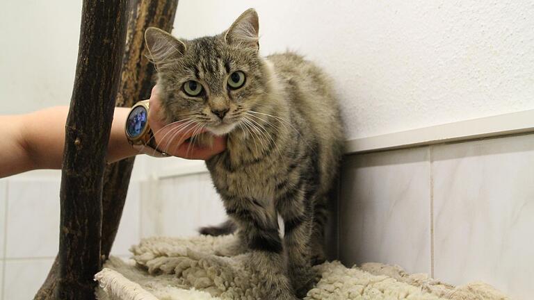 Eine von vielen Fundkatzen im Tierheim Kitzingen sucht nach einem neuen Zuhause. Eine von vielen Fundkatzen im Tierheim Kitzingen sucht nach einem neuen Zuhause.