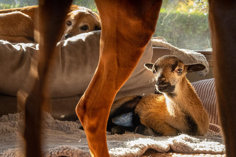 Kleines Bullerbü: Auf dem Hof in Kleineibstadt können sich Hunde, Katzen und das Lamm Coco frei bewegen. Auf der Sofalandschaft in der Wohnung von Nina Lasse fühlen sie sich besonders wohl.