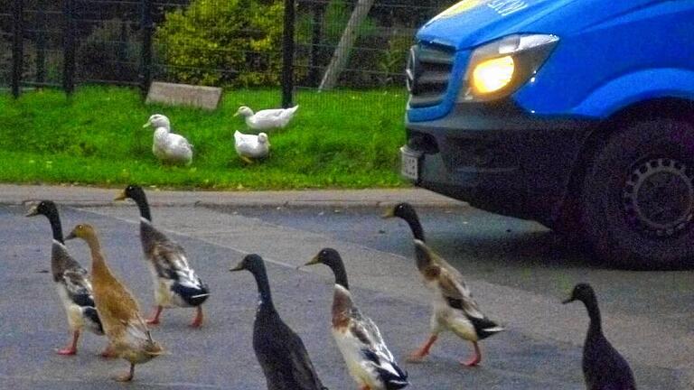 Links vor Rechts gilt nur für Enten       -  Vorfahrt für Laufenten: Wenn die Vögel in Bolzhausen über die Straße laufen, können Autofahrern nur noch bremsen.