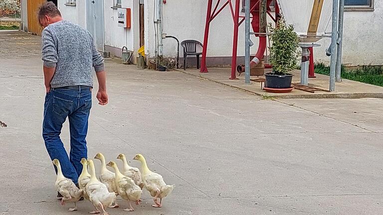 Im Gänsemarsch: Drei Wochen sind die Tiere alt, die Christian Hoch über seinen Hof in Eußenhausen folgen.