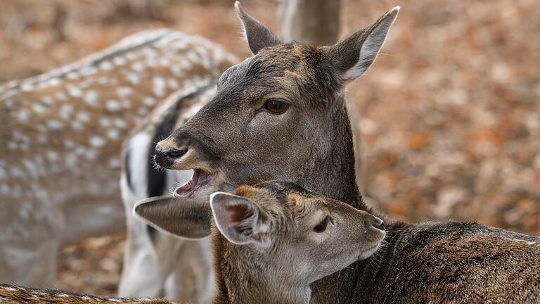 Rehe im Rotwild-Gehege im Tierpark Sommerhausen.