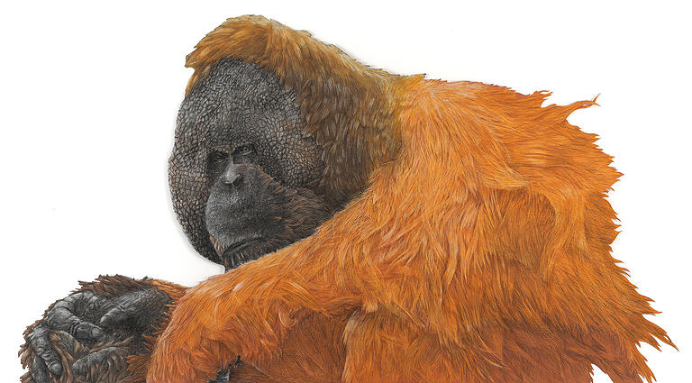Der Orang-Utan, im Original 170 auf 94 Zentimeter. Der Orang-Utan, im Original 170 auf 94 Zentimeter.