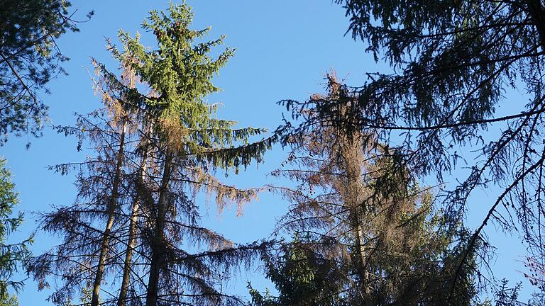 Trockenheit und Käferbefall führten auch im Gemeindewald von  Oberleichtersbach Schäden an Fichten. Foto: Marion Eckert       -  Trockenheit und Käferbefall führten auch im Gemeindewald von  Oberleichtersbach Schäden an Fichten. Foto: Marion Eckert