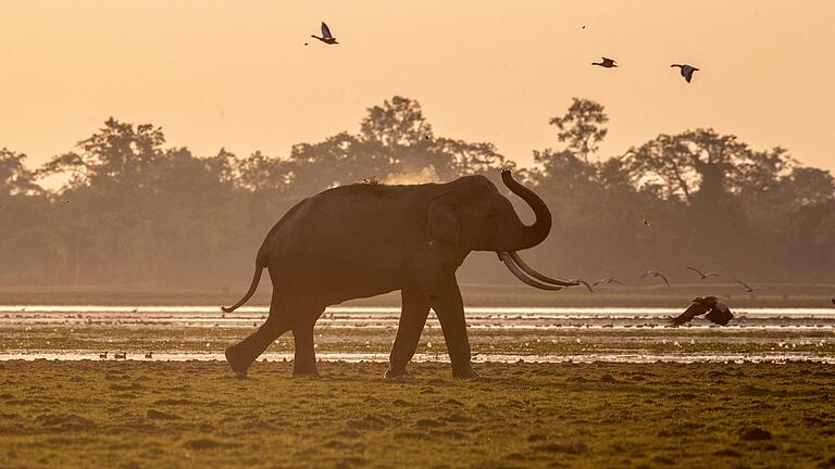 Kaziranga-Nationalpark in Indien       -  Indien hat mehrere Systeme mit Künstlicher Intelligenz entwickelt, um seine Elefanten besser zu schützen.