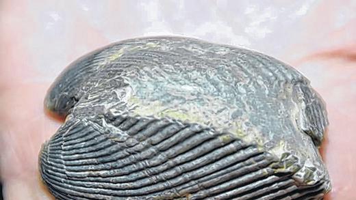 Plagiostoma (Muschel).
