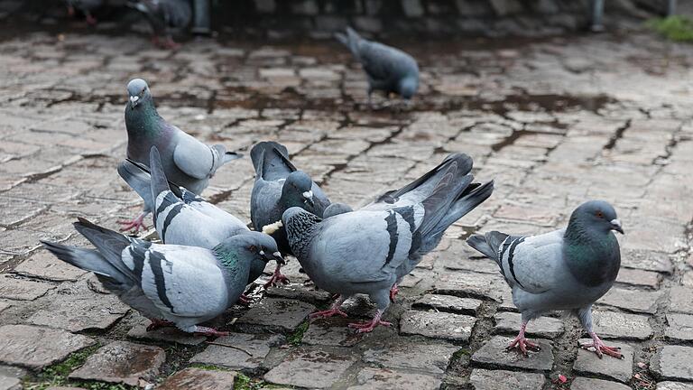 Tauben tummeln sich am Oberen Markt (Archivfoto). Tauben tummeln sich am Oberen Markt (Archivfoto).