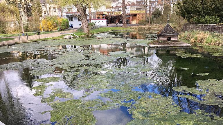 Auf dem Liebfrauensee bildet sich jedes Jahr ein dichter Algenteppich, der nicht nur unschön aussieht, sondern auch die Wasserqualität mindert. - Auf dem Liebfrauensee bildet sich jedes Jahr ein dichter Algenteppich, der nicht nur unschön aussieht, sondern auch die Wasserqualität mindert. Auf dem Liebfrauensee bildet sich jedes Jahr ein dichter Algenteppich, der nicht nur unschön aussieht, sondern auch die Wasserqualität mindert. - Auf dem Liebfrauensee bildet sich jedes Jahr ein dichter Algenteppich, der nicht nur unschön aussieht, sondern auch die Wasserqualität mindert.
