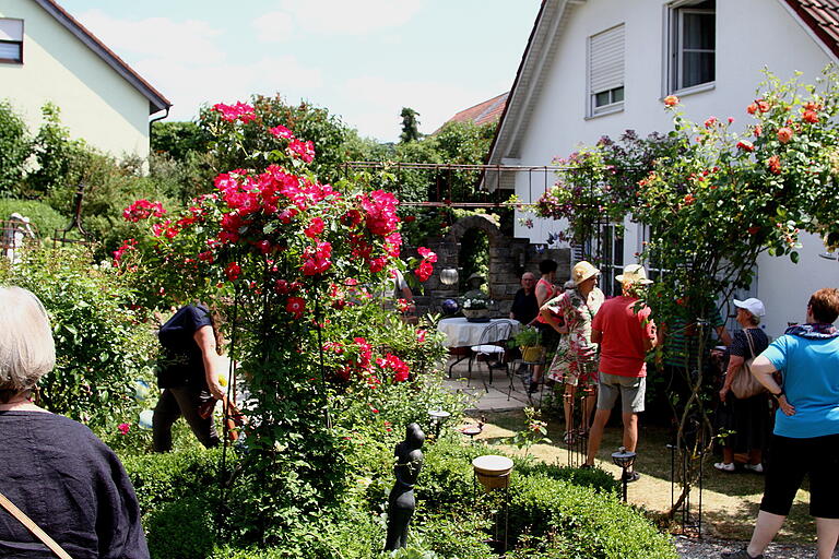 'Rosen in Hülle und Fülle' hieß es im Garten der Familie Czoske in Zeil. 'Rosen in Hülle und Fülle' hieß es im Garten der Familie Czoske in Zeil.