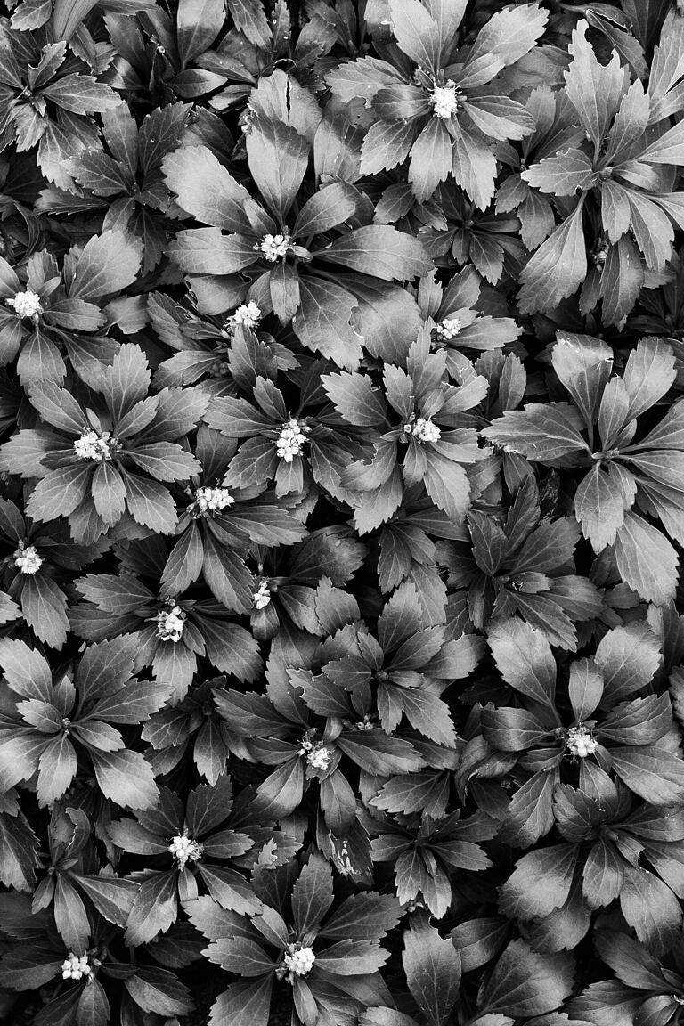 Pachysandra terminalis (Japanischer Ysander)