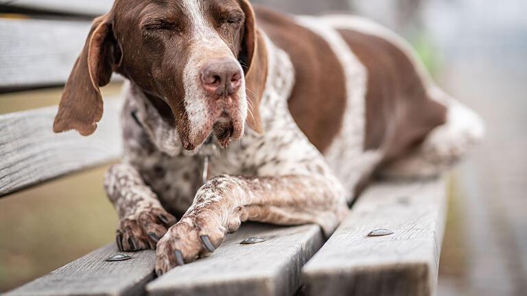 Alterserscheinung bei Hunden.jpeg       -  Ein alter Hund ruht sich mehr aus und bekommt womöglich nicht mehr so genau mit, was in seiner Umgebung geschieht. Halter sollten dann darauf achten, dass sich ihr Tier nicht erschreckt, wenn man es anfasst.