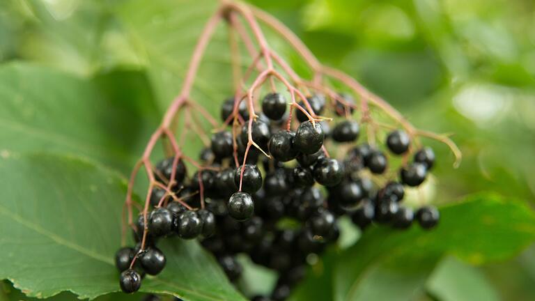 Schwarze Holunderbeeren       -  Vorsicht beim Pflücken: Schwarzer Holunder hat giftige Doppelgänger – wer unsicher ist, sollte lieber auf das Pflücken verzichten.