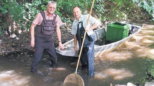 Fischen keinesfalls im Trüben: Dr. Wolfgang Silkenat, Fachberater und Sachverständiger für Fischerei beim Bezirk Unterfranken (rechts), und Karl-Heinz Herda aus Ostheim beim Abfischen im Mühlengrund. Die hohe Zahl von Barschen und Hechten in dem Forellengewässer hat ihren Grund wahrscheinlich im Stausee von Schwickershausen.