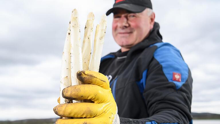 Es ist angestochen: Ein Mitarbeiter des Beeren- und Spargelhofs bei der unterfränkischen Spargel-Saisoneröffnung am 7. April auf einem Feld am Ortsrand von Prichsenstadt (Lkr. Kitzingen).