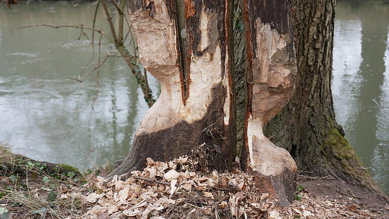 Biberfamilie nagt sich durch den Luitpoldpark in Bad Kissingen       -  Im Luitpoldpark von Bad Kissingen dienen im Winter viele ungeschützte Gehölze einer Biberfamilie als willkommene Futterquelle.