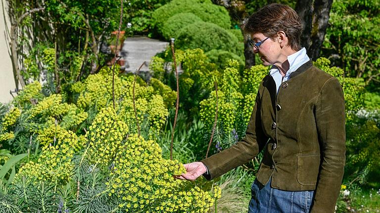 Wächst und gedeiht prächtig auf der Sonnenseite des Gartenabschnittes in Simone Angst-Muths Trockengarten und hält starke Sonneneinstrahlung und lange Trockenperioden gut aus: die Mittelmeer-Wolfsmilch. Wächst und gedeiht prächtig auf der Sonnenseite des Gartenabschnittes in Simone Angst-Muths Trockengarten und hält starke Sonneneinstrahlung und lange Trockenperioden gut aus: die Mittelmeer-Wolfsmilch.