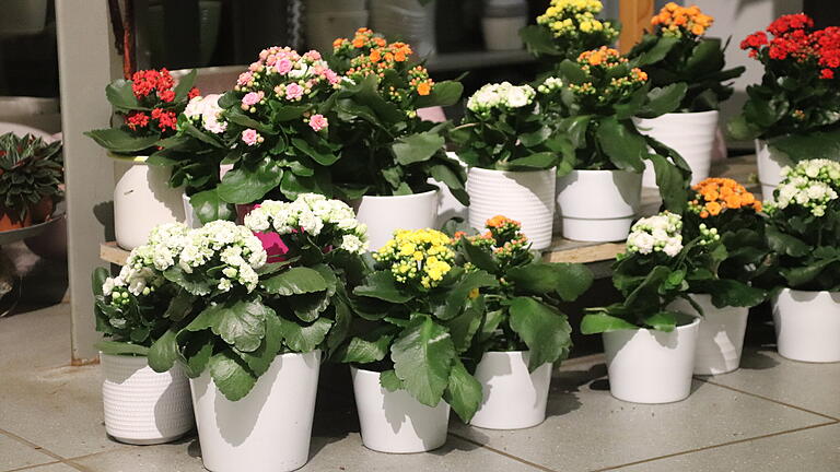 Blühen einsam vor sich hin: Pflanzen im Blumenhaus Hutzel Blühen einsam vor sich hin: Pflanzen im Blumenhaus Hutzel