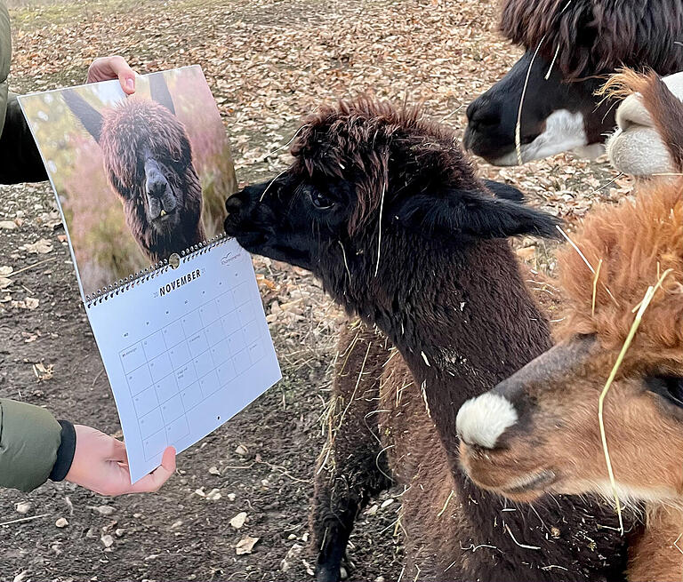 Alpaka Hugo bestaunt sich im Kalender, von dessen Verkauf alle Einnahmen an die Lebenshilfe-Werkstatt Hohenroth und das Tierheim Wannigsmühle in Wermerichshausen gespendet werden sollen.