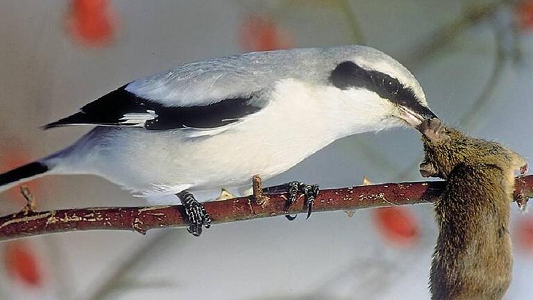 Erwischt: Der Raubwürger hat eine Maus gepackt. Der geschützte Vogel ist in der Langen Rhön anzutreffen. Foto: Archiv/Berndt Fischer