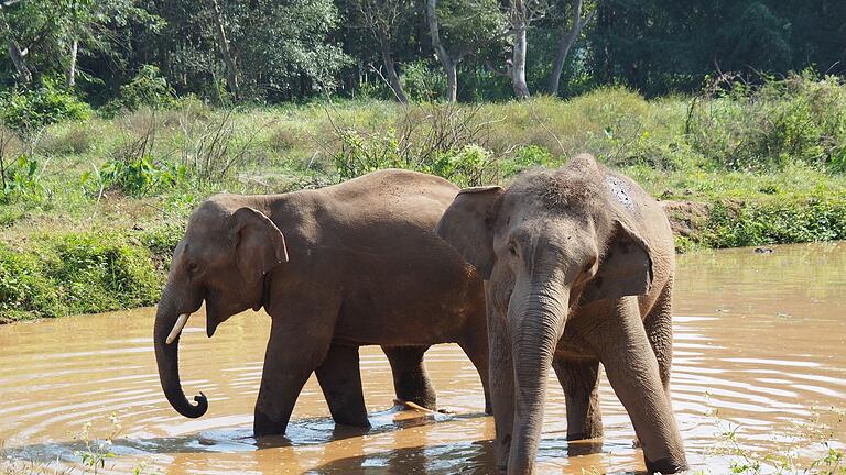 Elefanten in Thailand.jpeg       -  Der Präsident von Botswana will nicht nur 20.000 Elefanten nach Deutschland schicken. Auch Großbritannien soll Tiere bekommen.