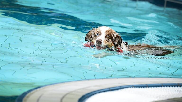 'Hunde müssen draußen bleiben'! Nicht so am Hundeschwimmtag, den manche Freibäder zum Saison-Abschluss veranstalten, ehe sie das Wasser ablassen und die Becken winterfest machen (Archivbild).