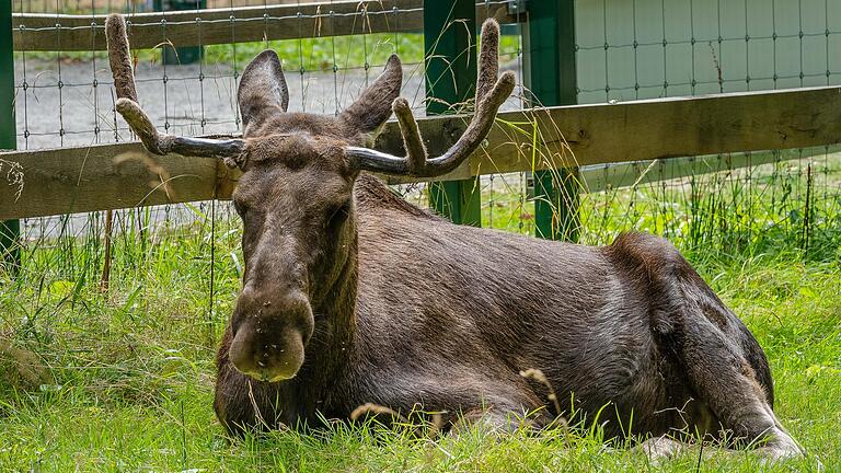 War vor drei Jahren noch kerngesund: Elch Lasse war lange Zeit das Aushängeschild des Schweinfurter Wildparks. War vor drei Jahren noch kerngesund: Elch Lasse war lange Zeit das Aushängeschild des Schweinfurter Wildparks.