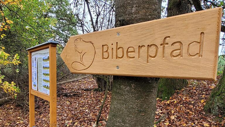 Ein Biberpfad, der eigentlich ein Naturlehrpfad ist, informiert mit Tafeln über das Leben des geschützten Nagers, aber auch über andere interessante Themen in einem Wald, wie zum Beispiel den ökologischen Wert von Totholz. Foto: Steffen Standke       -  Ein Biberpfad, der eigentlich ein Naturlehrpfad ist, informiert mit Tafeln über das Leben des geschützten Nagers, aber auch über andere interessante Themen in einem Wald, wie zum Beispiel den ökologischen Wert von Totholz. Foto: Steffen Standke