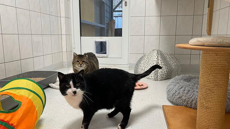 Fundkatzen im Lohrer Tierheim.