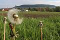 Auf der grünen Wiese hinter den Einkaufsmärkten könnte Iphofen in den nächsten Jahrzehnten neues Bauland erwachsen, Blick auf den Schwanberg inbegriffen.