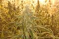 Immer noch kein Urteil im Prozess um die Cannabis-Plantage in Rhön-Grabfeld. Jetzt wird dem Plantagen-Aufseher auch noch Bandenmäßiges Handeltreiben vorgeworfen.