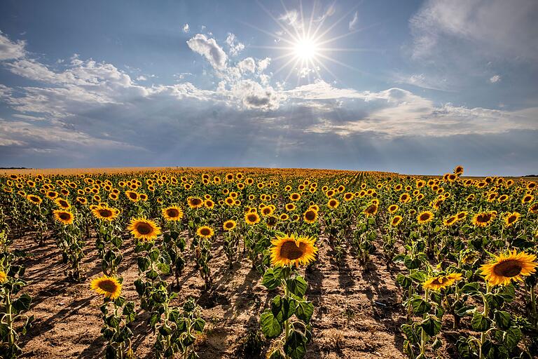 Ruhe vor dem Sturm: Wetterumschwung mit Wind, Wolken und Regen bei einem Sonnenblumenfeld zwischen Donnersdorf und Oberschwappach (Lkr. Haßberge). Ruhe vor dem Sturm: Wetterumschwung mit Wind, Wolken und Regen bei einem Sonnenblumenfeld zwischen Donnersdorf und Oberschwappach (Lkr. Haßberge).