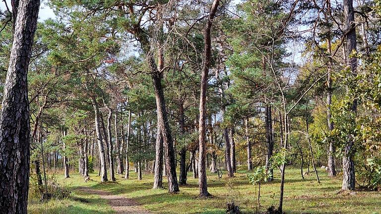 Höhepunkt des Natura Trail-Rundweges bildet das Naturschutzgebiet 'Höhfeldplatte', das oberhalb der Thüngersheimer Weinberge auf dem kargen Boden des Muschelkalks liegt. Dort wachsen auf einem speziellen Magerrasen kleine Kiefern, endemische Pflanzen und im Frühjahr besondere Orchideen. Höhepunkt des Natura Trail-Rundweges bildet das Naturschutzgebiet 'Höhfeldplatte', das oberhalb der Thüngersheimer Weinberge auf dem kargen Boden des Muschelkalks liegt. Dort wachsen auf einem speziellen Magerrasen kleine Kiefern, endemische Pflanzen und im Frühjahr besondere Orchideen.