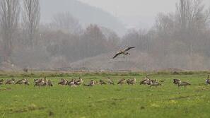 Angriff auf breiter Front: Wildgänse machen sich im Frühjahr über einen Acker bei Sand am Main her. Das Getreide ist jung, frisch und grün – und rund um den gedeckten Tisch herrscht freie Sicht und Fluchtmöglichkeit: Ein Paradies für die Wasservögel. Angriff auf breiter Front: Wildgänse machen sich im Frühjahr über einen Acker bei Sand am Main her. Das Getreide ist jung, frisch und grün – und rund um den gedeckten Tisch herrscht freie Sicht und Fluchtmöglichkeit: Ein Paradies für die Wasservögel.