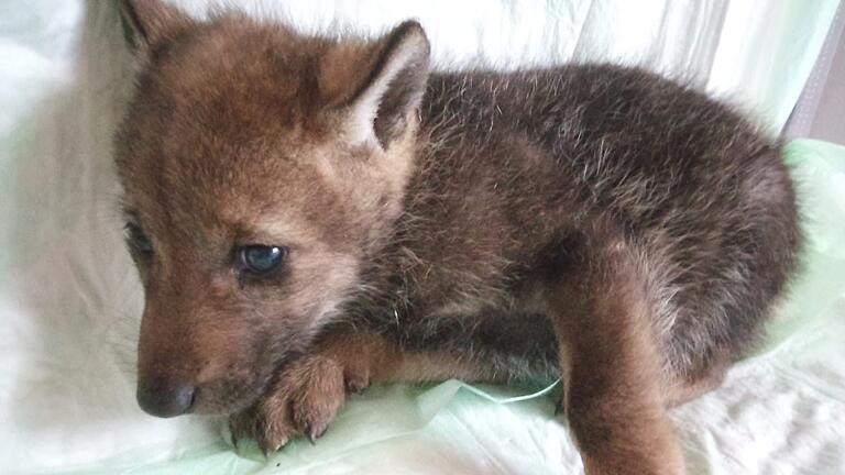 Wie süß: Der Wolfswelpe in der Rhön ist das menschelnde Thema in einer kälter werdenden Welt.