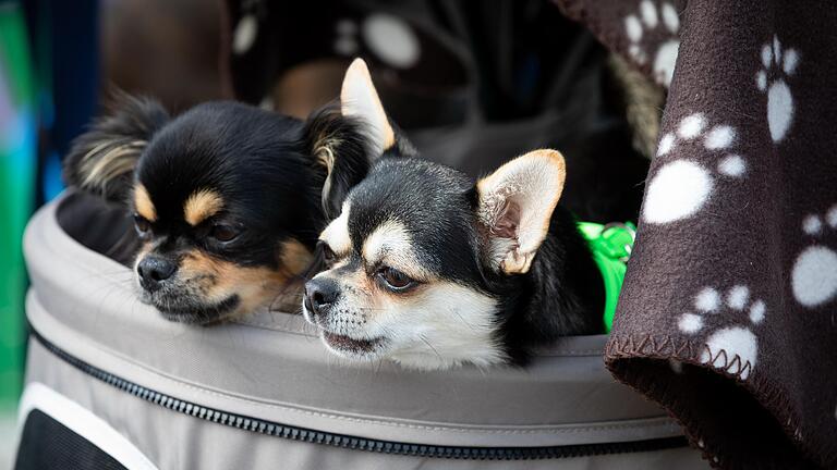 Drei Chihuahua-Welpen aus einem illegalen Welpenhandel konnten am vergangenen Samstag auf der Würzburger Talavera gerettet werden (Symbolfoto). Drei Chihuahua-Welpen aus einem illegalen Welpenhandel konnten am vergangenen Samstag auf der Würzburger Talavera gerettet werden (Symbolfoto).