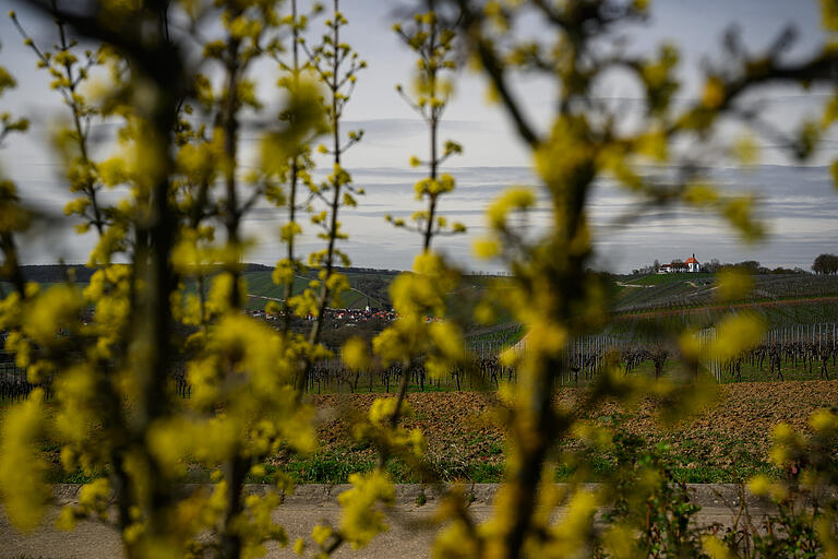 Mit ihrem orange-roten Dach leuchtet einem die Vogelsburg schon von weitem entgegen. Der Aussichtspunkt Vogelsburg/Volkach bietet einen wunderschönen Ausblick auf die Weininsel mit den Orten Nordheim und Escherndorf.